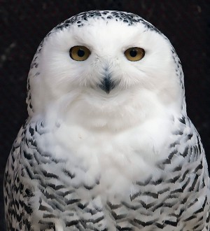 Mini, a 25-year-old Snowy Owl injured as a young bird, peers out from her enclosure at the Raptor Trust, a bird sanctuary and rehabilitation center about 30 miles west of New York City in Millington, New Jersey in this December 12, 2006 file photo. The elusive snowy owl, rarely seen outside the Arctic, is turning up more frequently in the skies of North America than it does in the pages of a Harry Potter book, data from the National Audubon Society suggested on January 7, 2015. REUTERS/Mike Segar/Files (UNITED STATES - Tags: ANIMALS ENVIRONMENT)