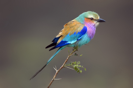 Lilacbreasted Roller; Coracias Caudata; South Africa